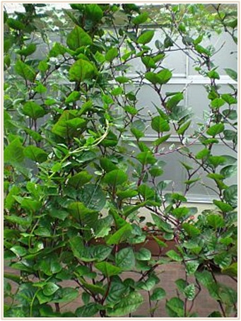 グリーンカーテンは花 野菜 果物どれにする 種類別おすすめ植物は Lettre Du Nature