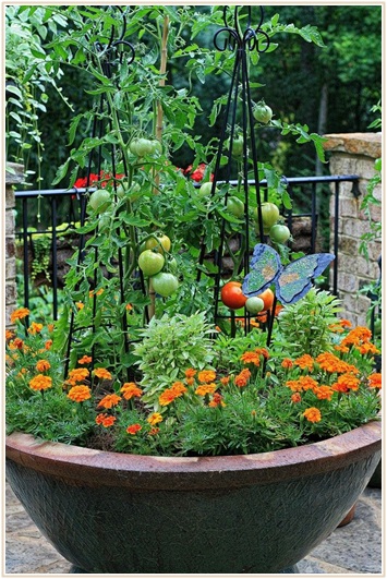 ベランダ菜園は野菜とハーブのコンパニオンプランツの寄せ植えで Lettre Du Nature