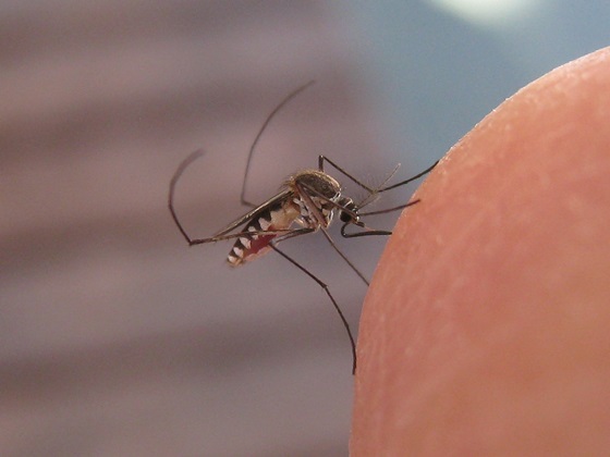 蚊対策はハーブが効果的 赤ちゃんにも安心な虫除けスプレーの作り方 Lettre Du Nature