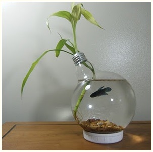 アクアプランツ