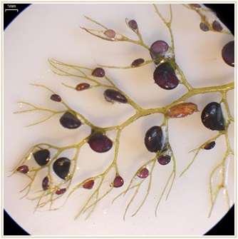 食虫植物 ウトリクラリア