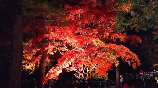長瀞紅葉