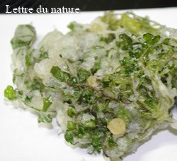 ナズナ ぺんぺん草 のおいしい食べ方や味は 効能と栄養がすごい七草 Lettre Du Nature