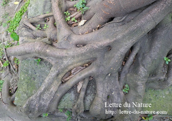 ガジュマルの木の育て方 根腐れしない植え替えと挿し木や剪定のやり方 Lettre Du Nature