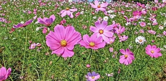 コスモス 昭和記念公園
