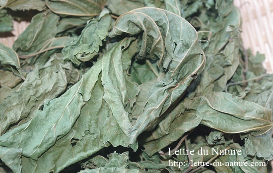 桑の葉茶の効能と副作用 糖尿病に効果的な飲み方は 作り方や入れ方も Lettre Du Nature