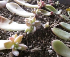 多肉植物 葉挿し