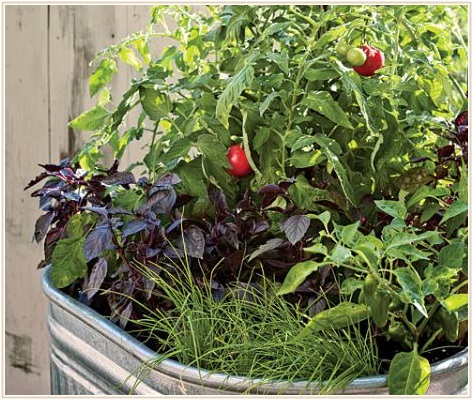 ベランダ菜園は野菜とハーブのコンパニオンプランツの寄せ植えで
