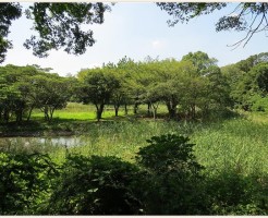 東京港野鳥公園