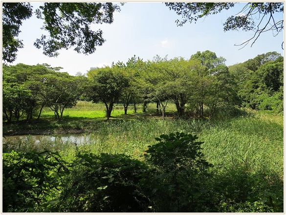 東京港野鳥公園
