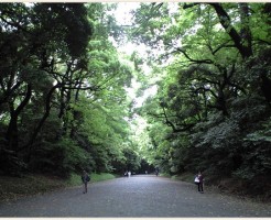 明治神宮の森