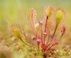 食虫植物 ドロセラ