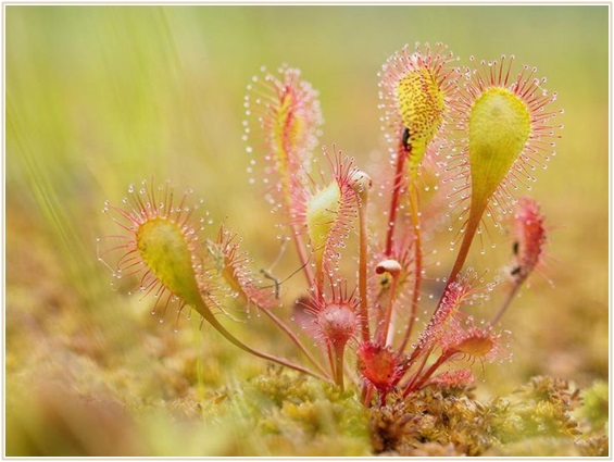 虫も人も虜になる食虫植物の魅力と捕食の種類｜何故虫を食べるの？