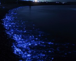 ホタルイカの身投げ