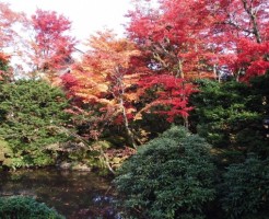 紅葉 日光