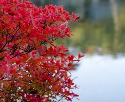 奥利根湖 紅葉