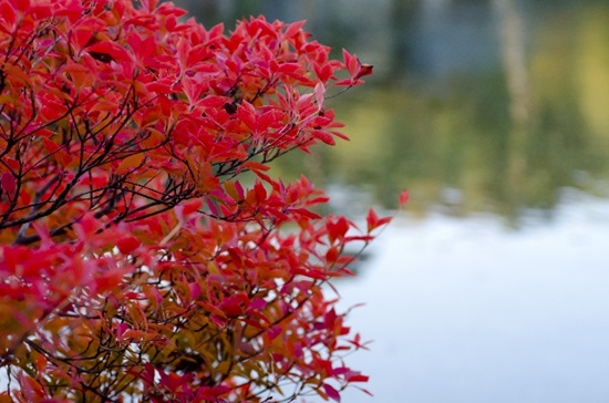 みなかみ紅葉の絶景スポット奥利根湖の行き方はカヌーで！見頃時期は？