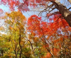 鎌倉 紅葉