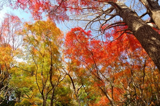 鎌倉 紅葉