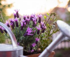 自宅のベランダでラベンダー畑!鉢植えやプランターでの育て方のコツ