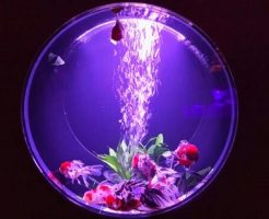 アートアクアリウム展2016の『超花魁』が凄い!感想と楽しみ方