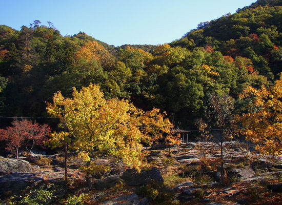 長瀞,紅葉