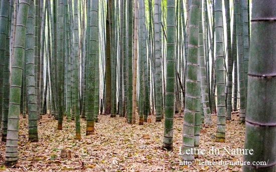 竹繊維