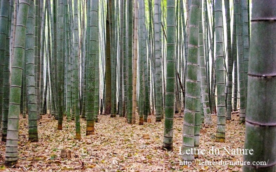 竹繊維の強度や特徴｜バンブーリネンとバンブーレーヨンは製造方法の違い？