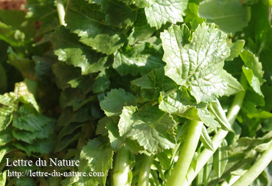 大根の葉は捨てずに干す！保存食や野草茶と入浴剤に大活躍｜作り方と効果