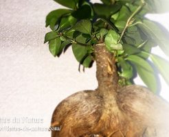 ガジュマルの室内で育て方