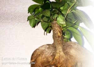 ガジュマルの室内で育て方