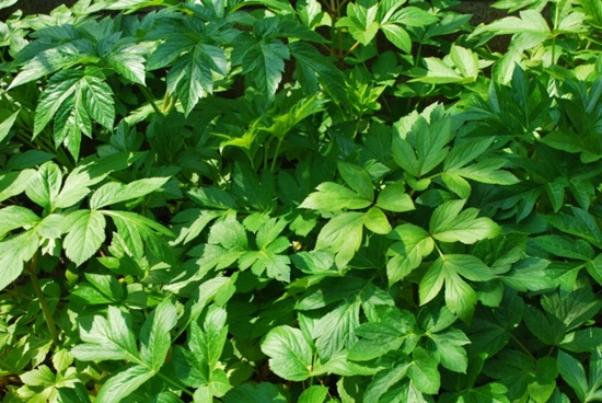 明日葉の種や苗での育て方｜プランターで植え替えと肥料や収穫のやり方