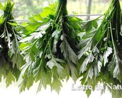 よもぎ茶