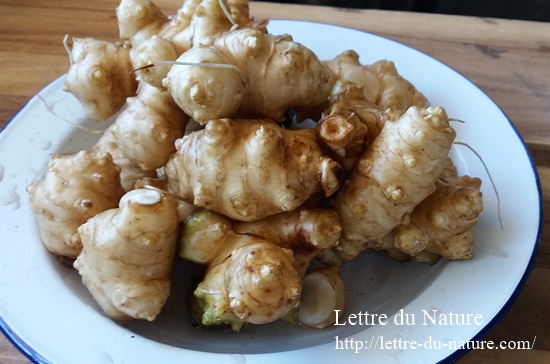 菊芋の食べ方｜生や皮や葉は食べられる？簡単で美味しいレシピ紹介