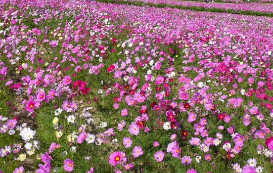 コスモス 昭和記念公園