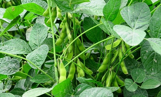 栽培 枝豆