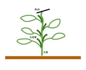 枝豆の育て方 プランターでの支柱立てと摘心 種まきや間引き 虫対策も Lettre Du Nature