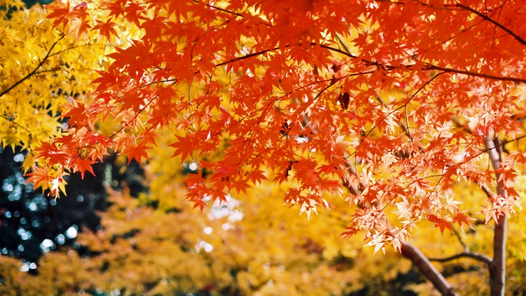 奈良の紅葉,名勝依水園