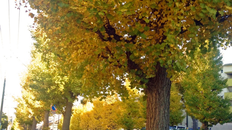 奈良の紅葉,天理市街のイチョウ並木