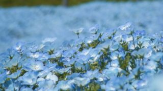 ひたち海浜公園ネモフィラ