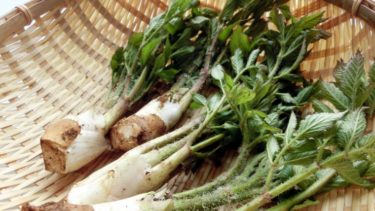 山うどの食べ方と下処理やアク抜きの方法｜穂先や皮で天ぷらやきんぴらも