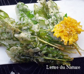 タンポポは栄養食用ハーブ 葉の美味しいオススメの食べ方やレシピ Lettre Du Nature