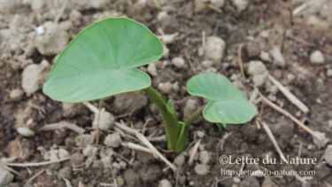 里芋の茎や葉の干し方と美味しい食べ方！生の下処理やアク抜きの方法は？